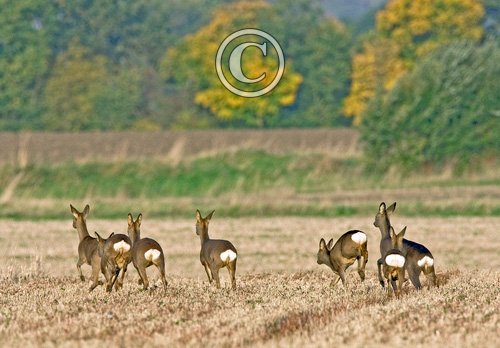 Seven Roe Deer